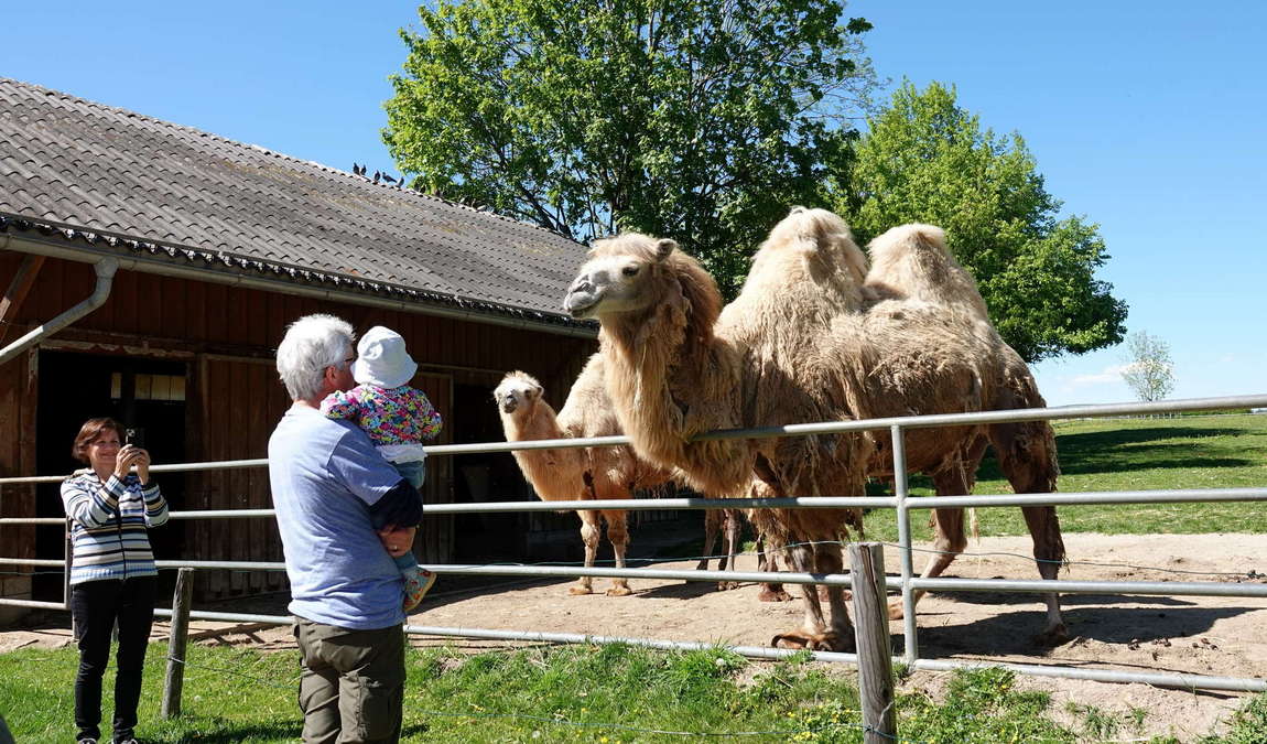 walding zoo photo 8