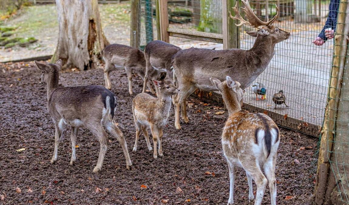 wels zoo photo 2