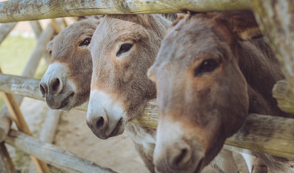 wildfreizeitpark photo 1