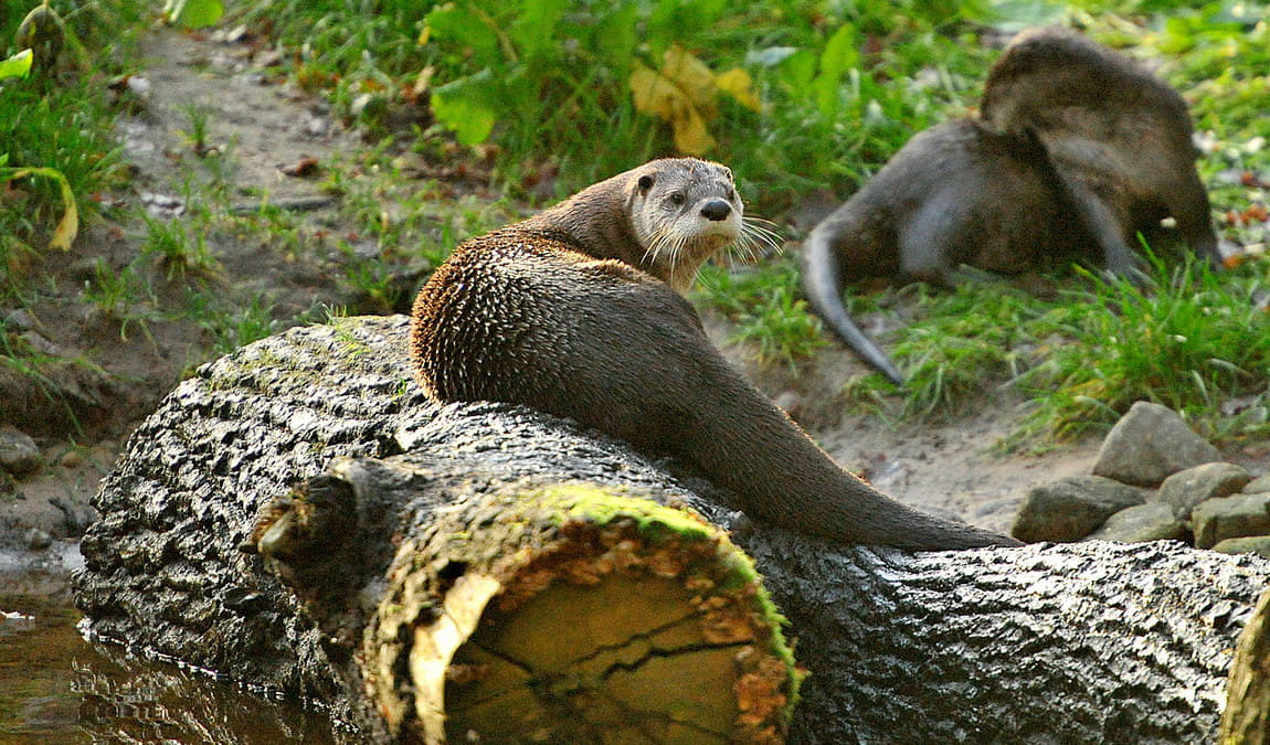 wildlife park eekholt photo 6