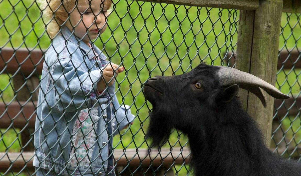 wildpark gersfeld photo 2