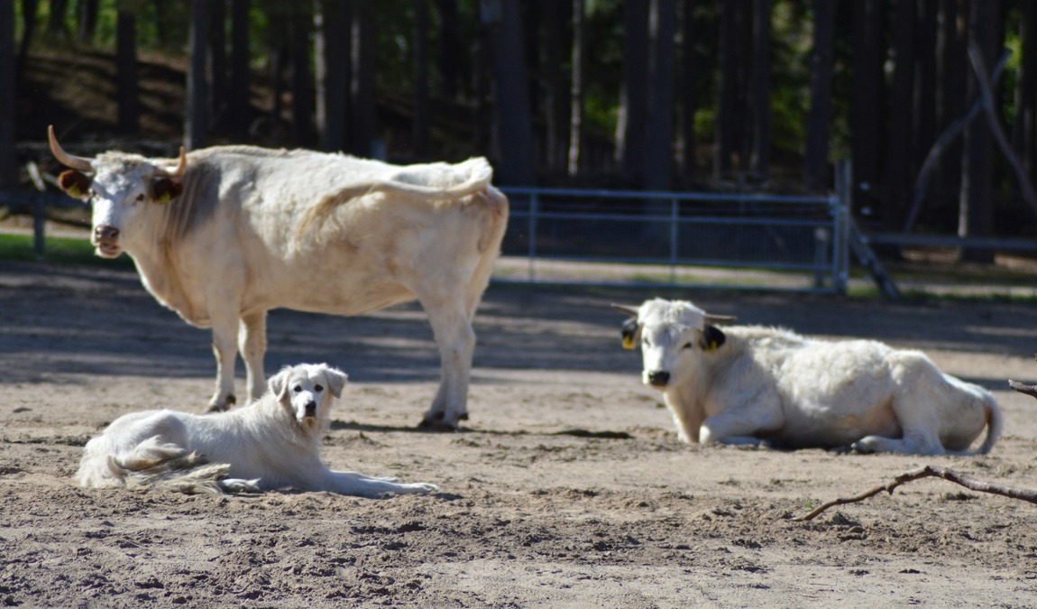 wildpark schorfheide photo 5