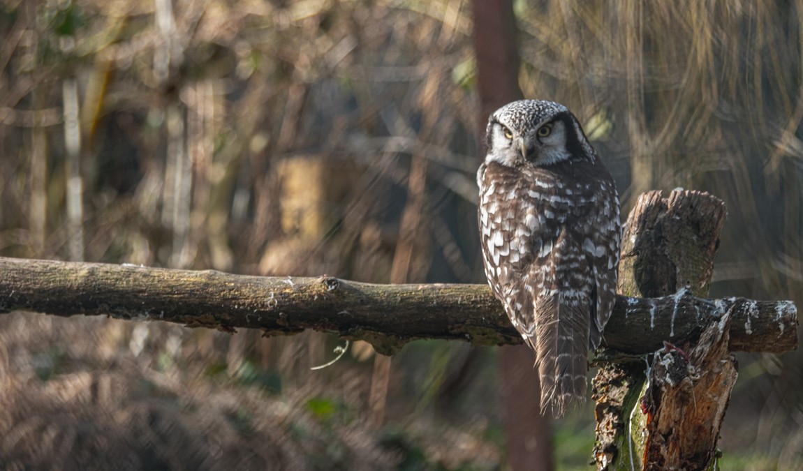 wingst zoo photo 5