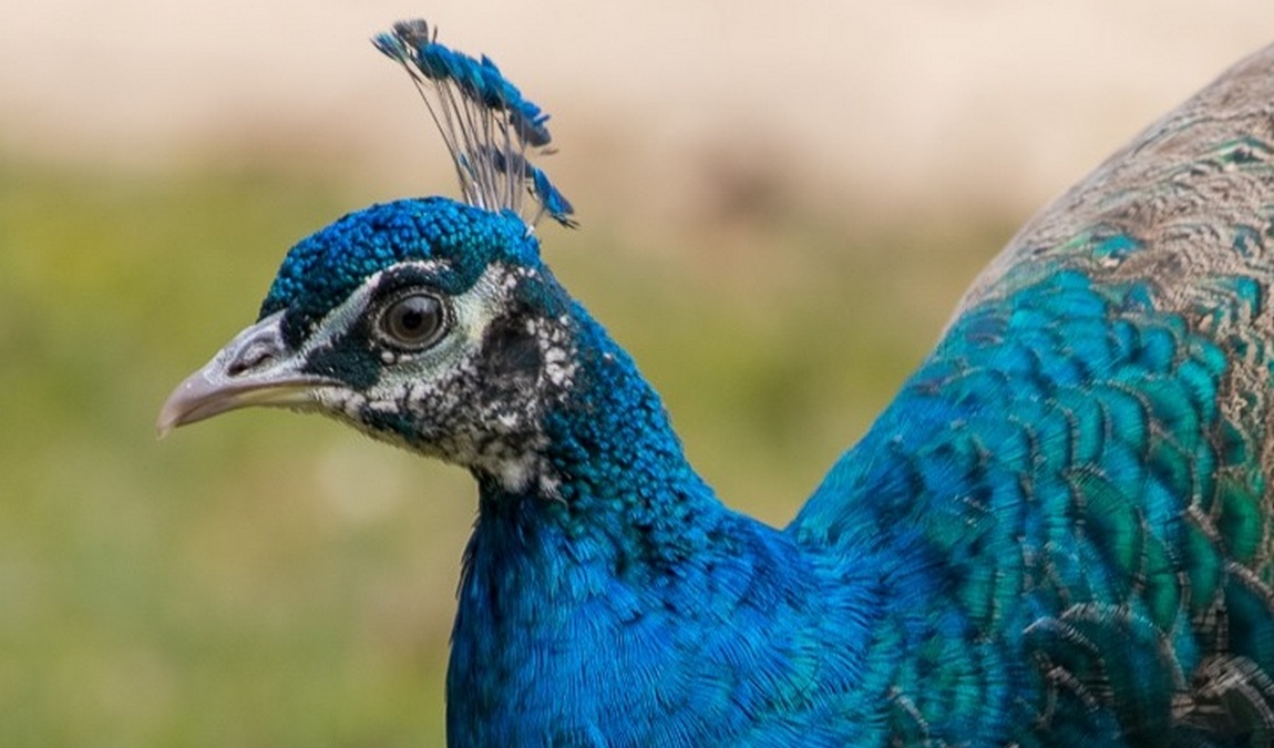 wingst zoo photo 6