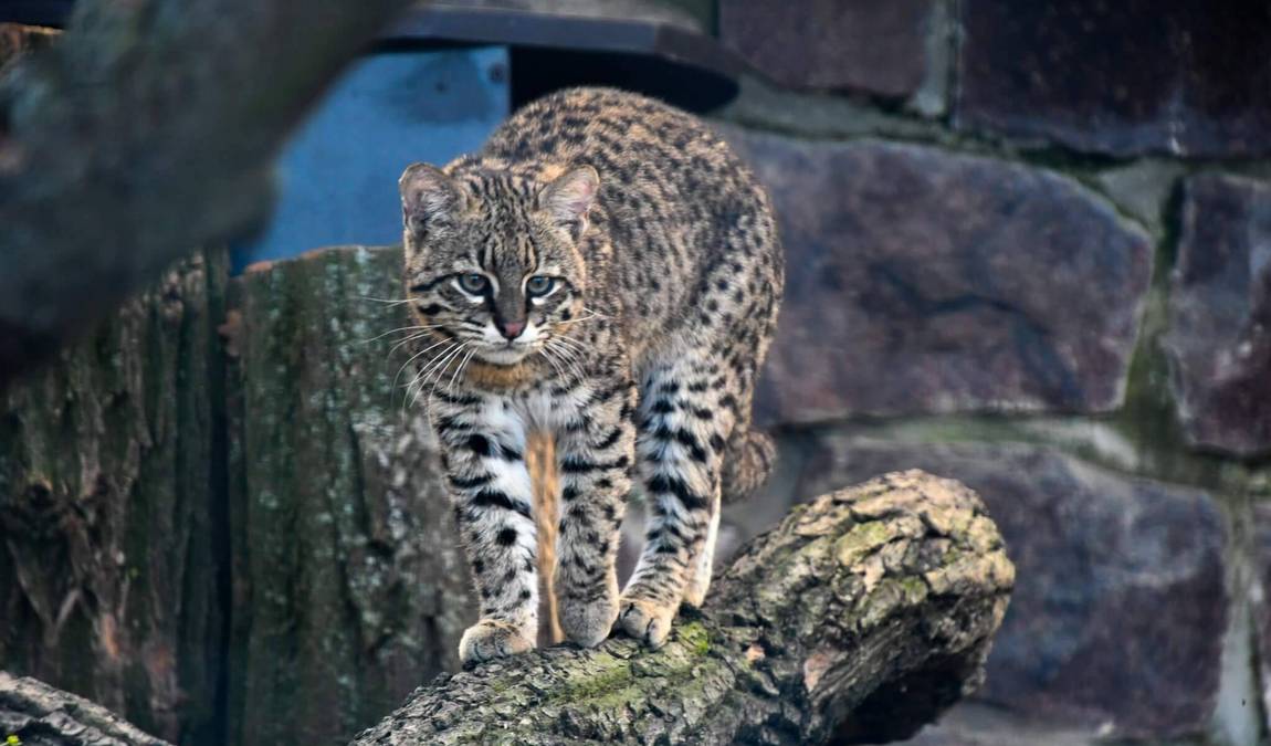 zoo halle photo 3