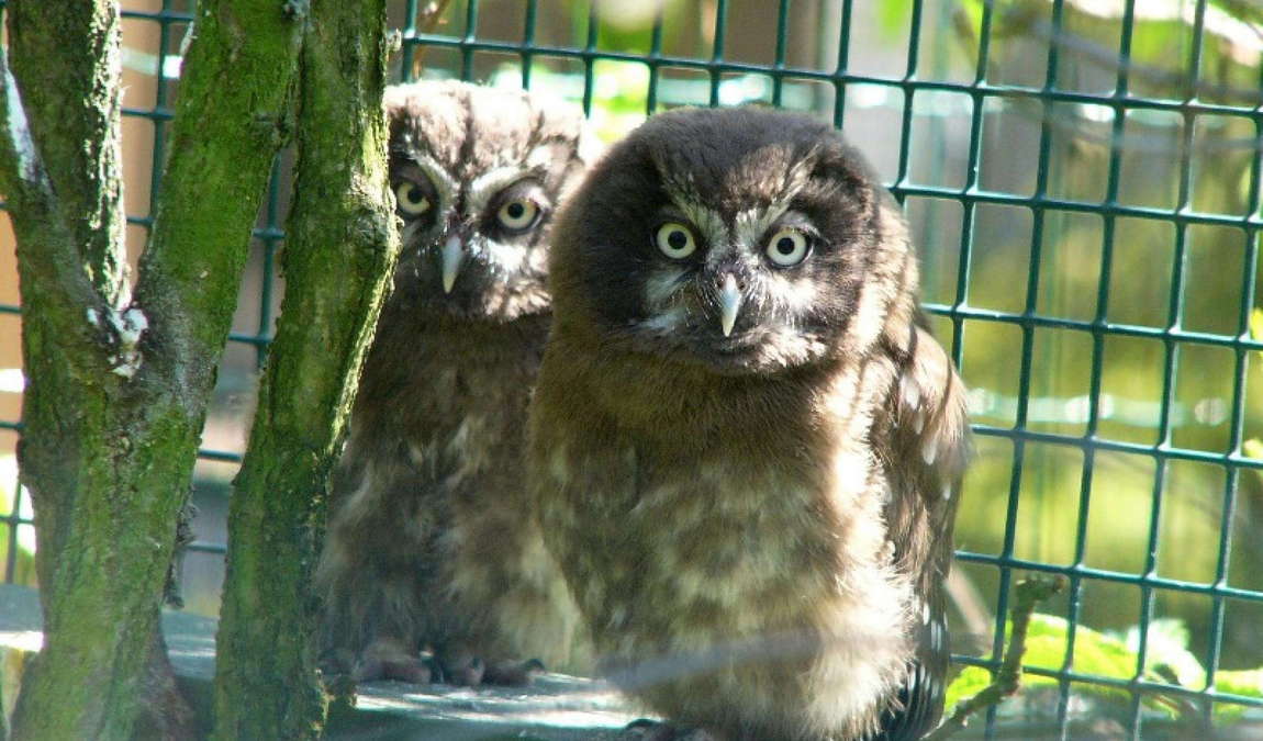 zoo hluboka photo 5