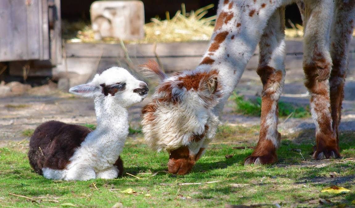 zoo jihlava photo 1
