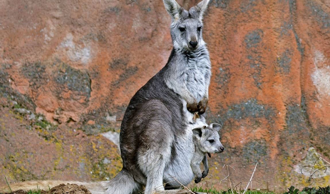 zoo jihlava photo 4