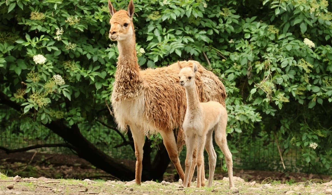 zoo liberec photo 11