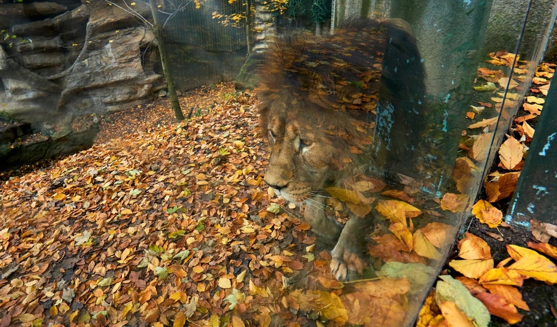 zoo liberec photo 8