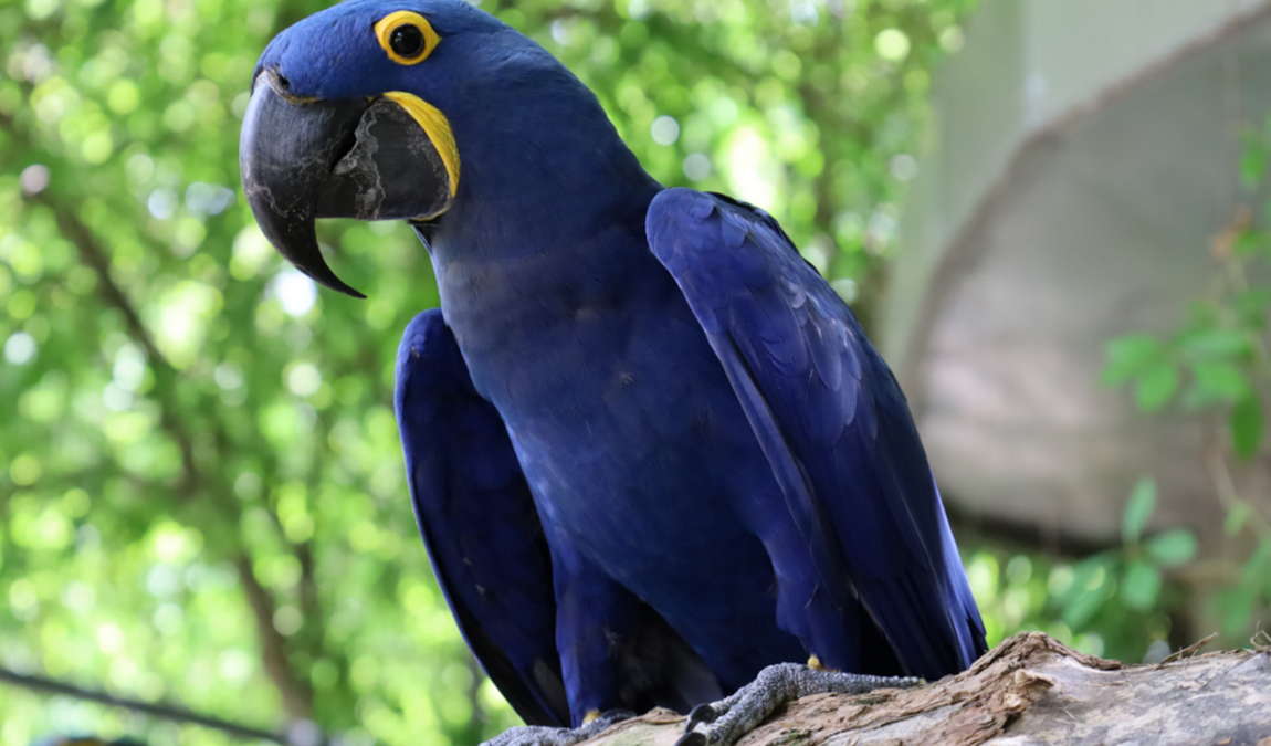 zoo linz photo 1
