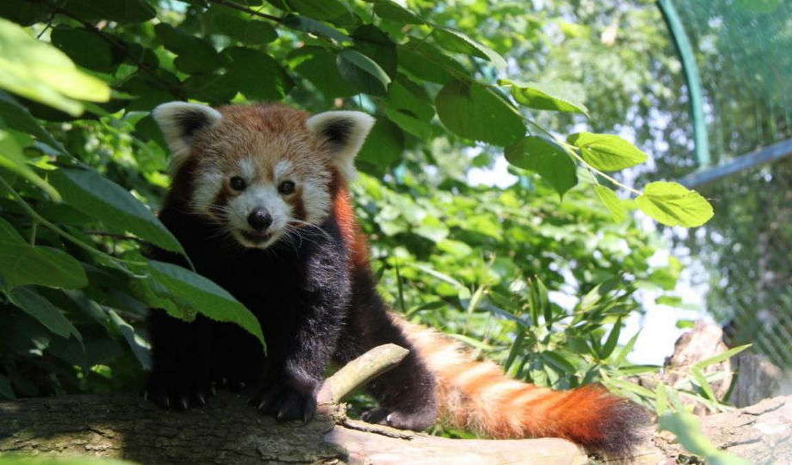 zoo linz photo 2