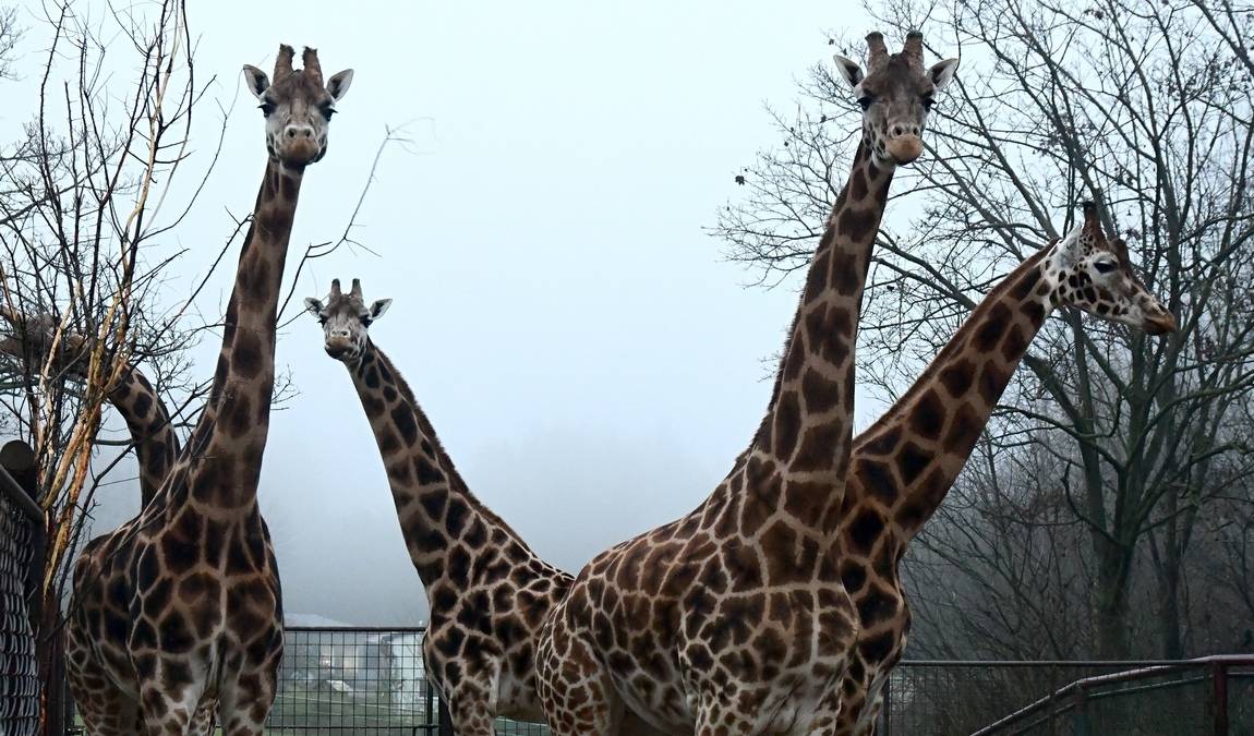 zoo olomouc photo 3