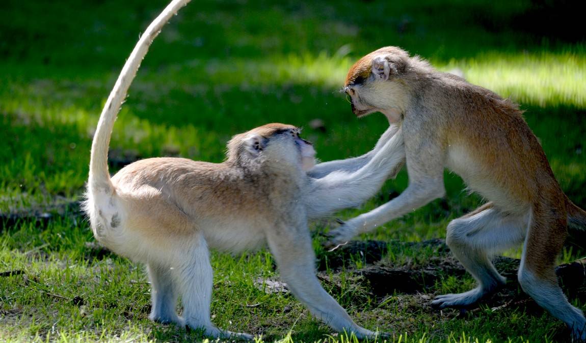 zoo olomouc photo 5