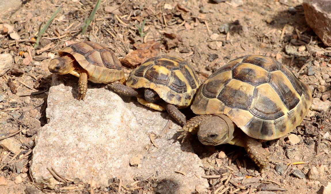 zoo plzen photo 9