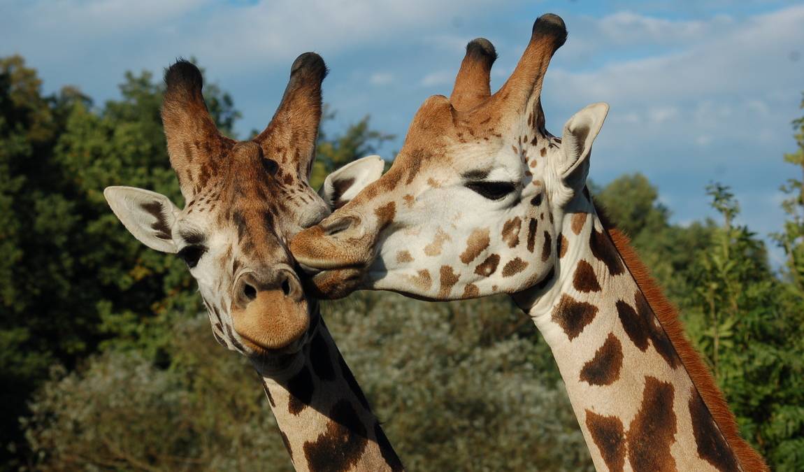 zoo plzen photo 1