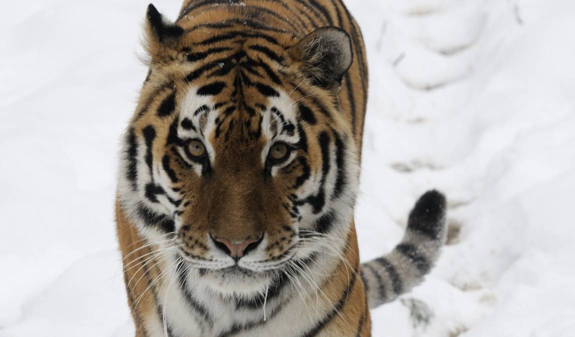zoo plzen photo 7
