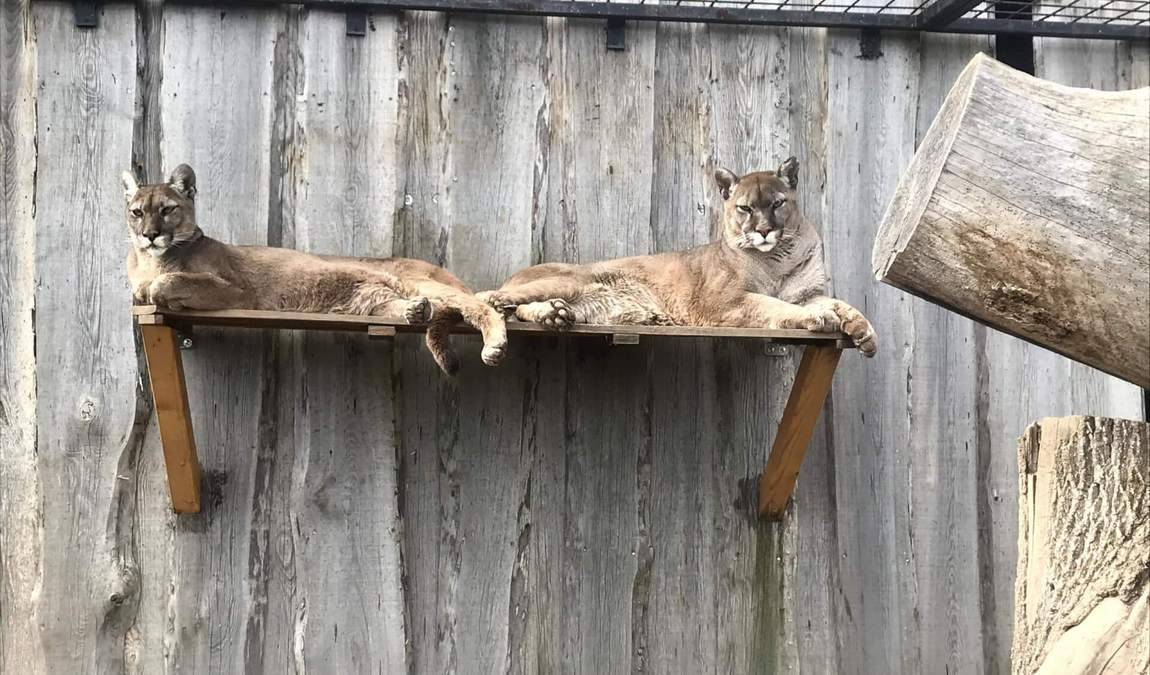 zoo stezery photo 1