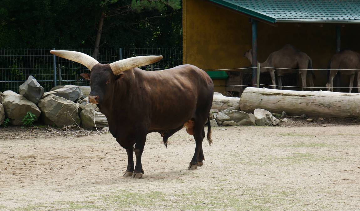 zoo vyskov photo 1