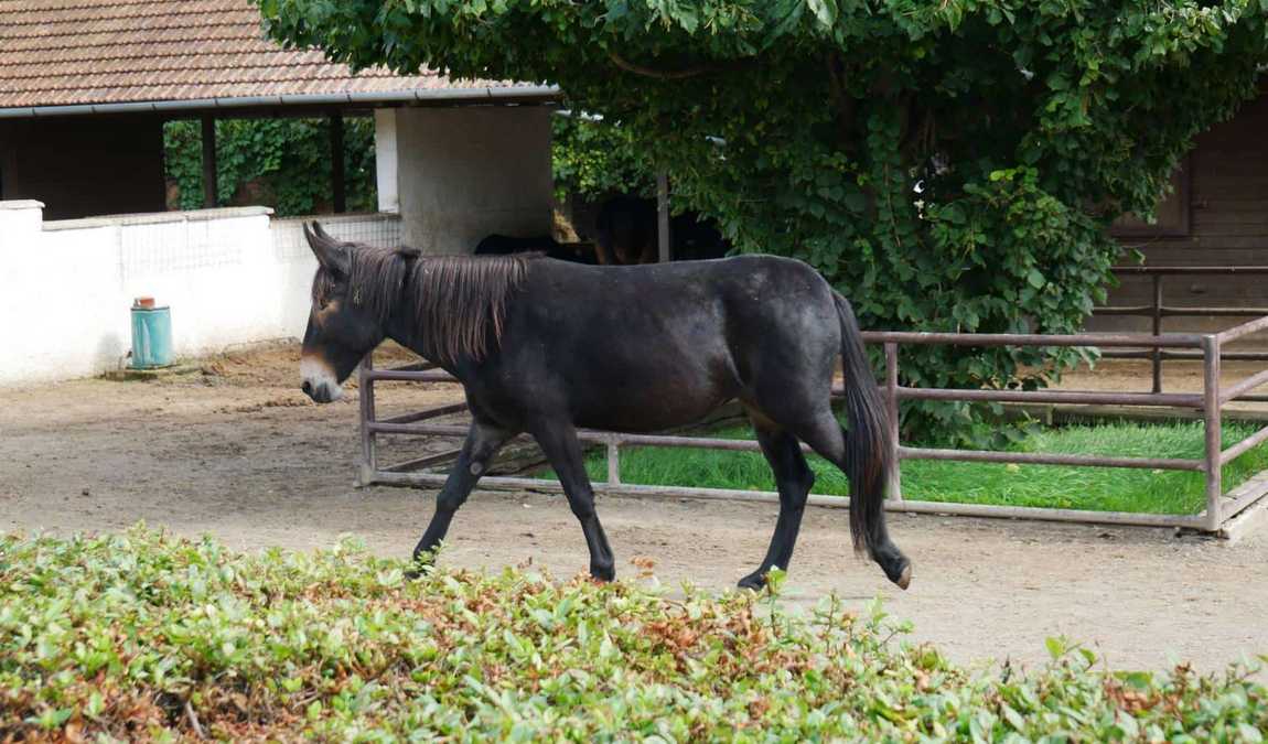 zoo vyskov photo 10