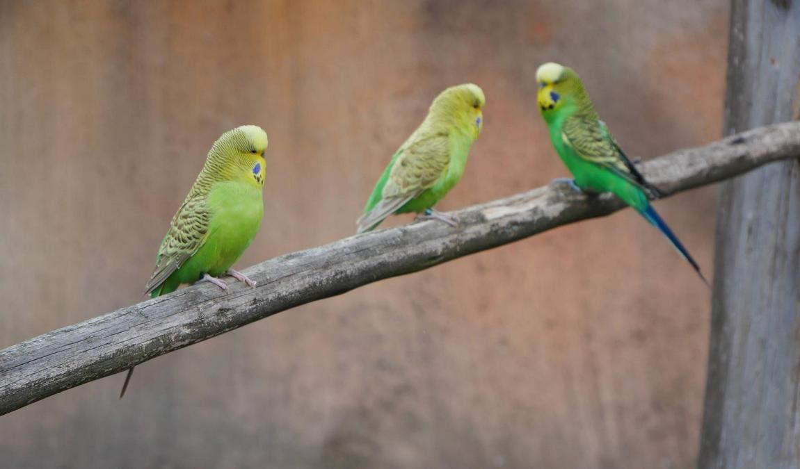 zoo vyskov photo 11