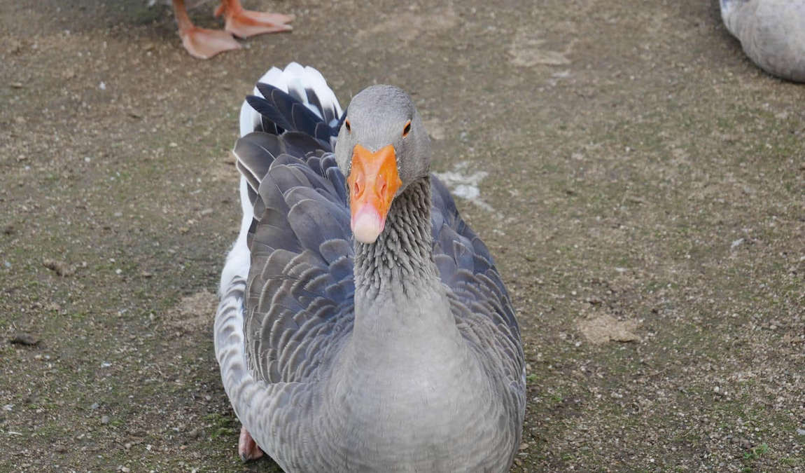 zoo vyskov photo 4