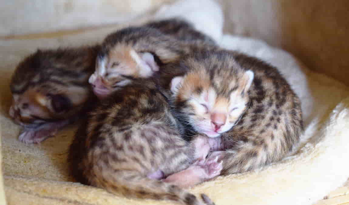 zoo vyskov photo 6