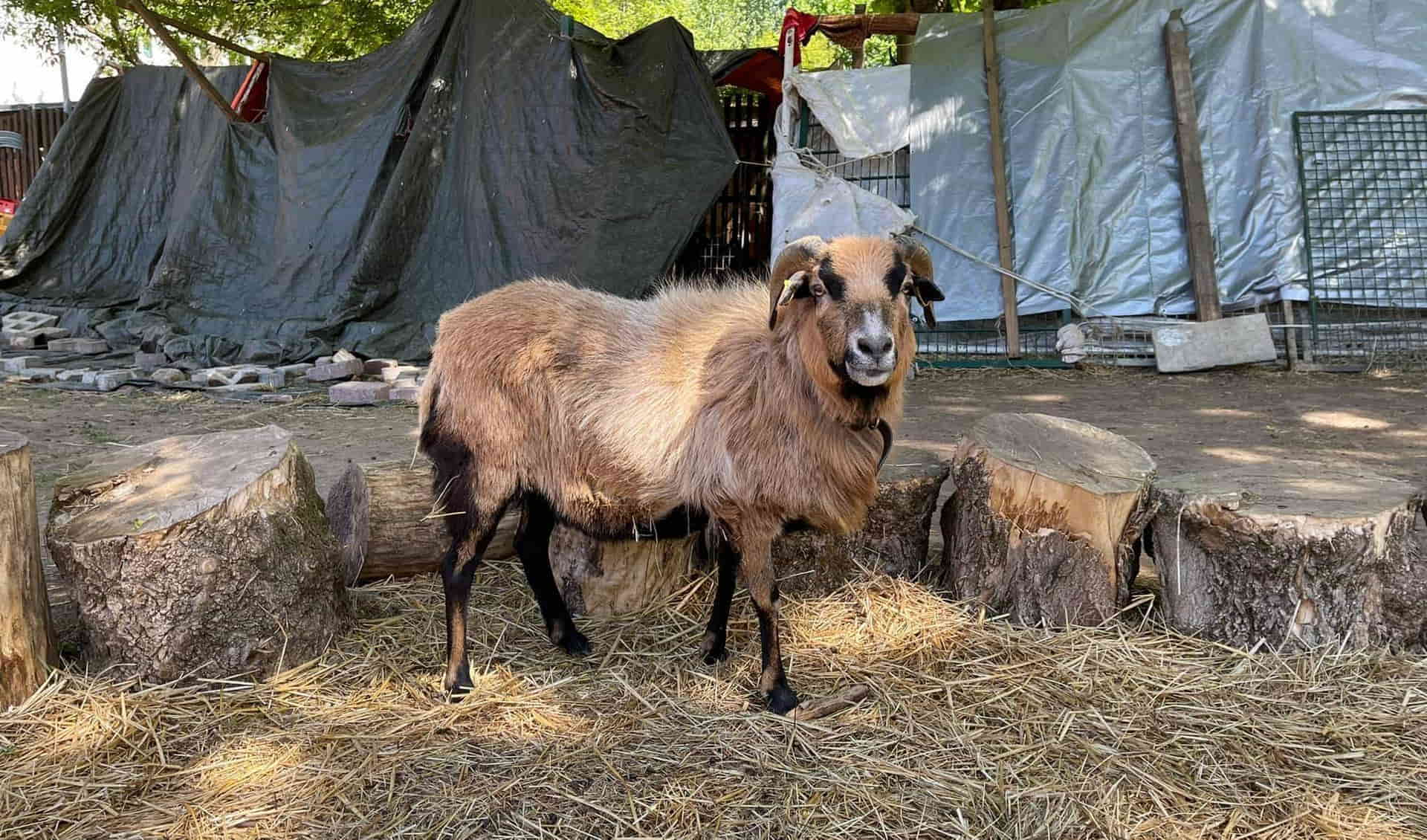 Knirpsenfarm Children's Farm