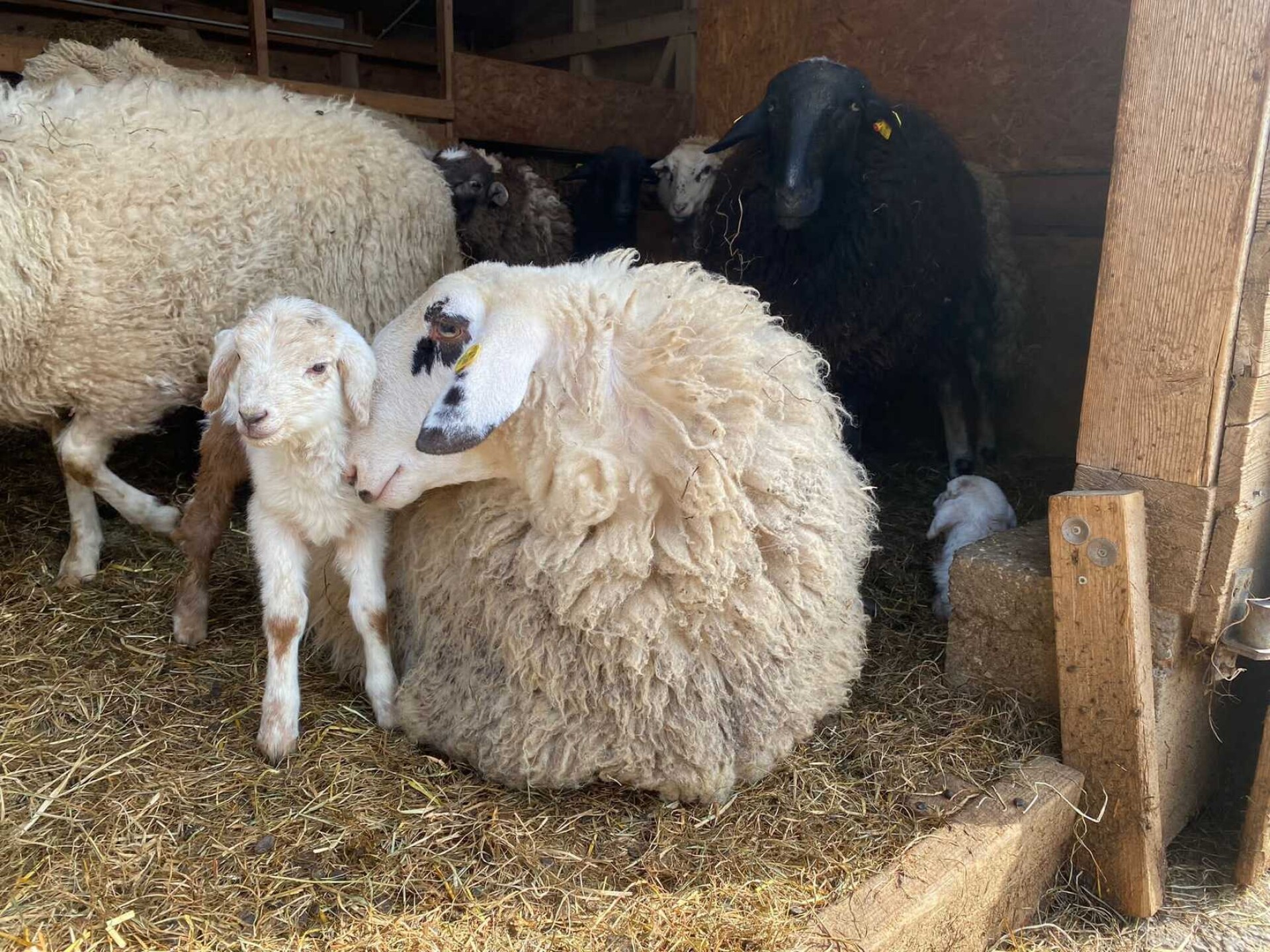 Landgut Wien Cobenzl photo 1