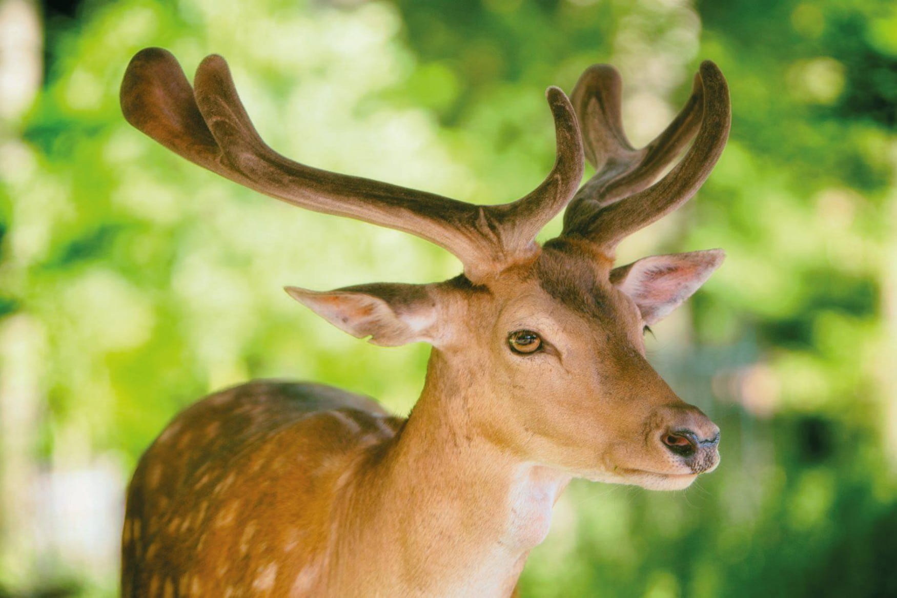 Lindenthaler Tierpark photo 1