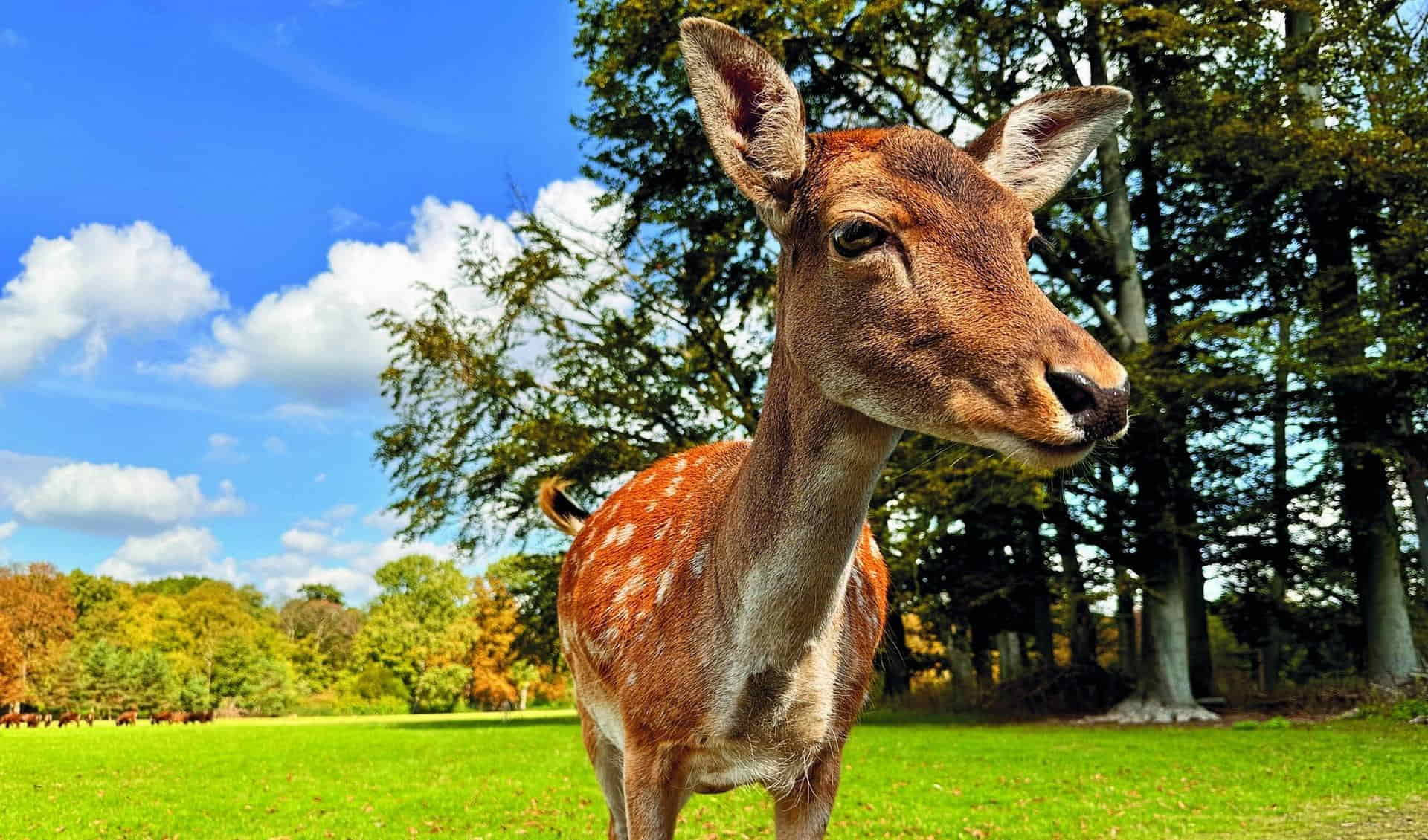 Lindenthaler Tierpark