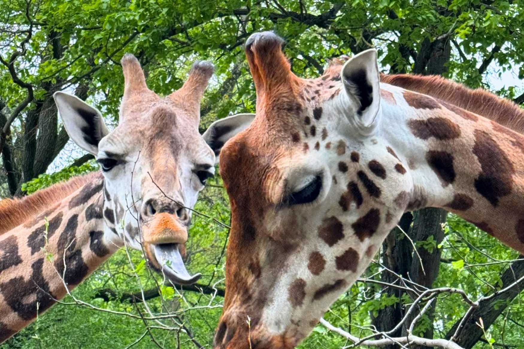 Magdeburg Zoo