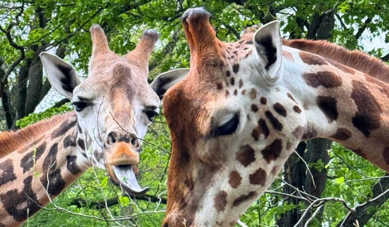 Magdeburg Zoo