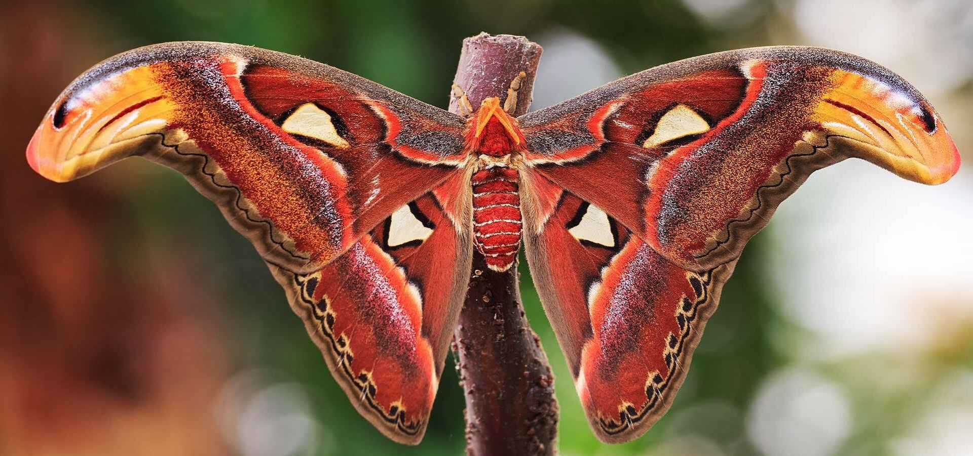 Mariposario de Nijar