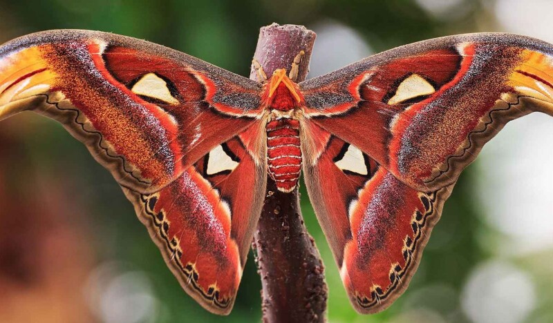 Mariposario de Nijar