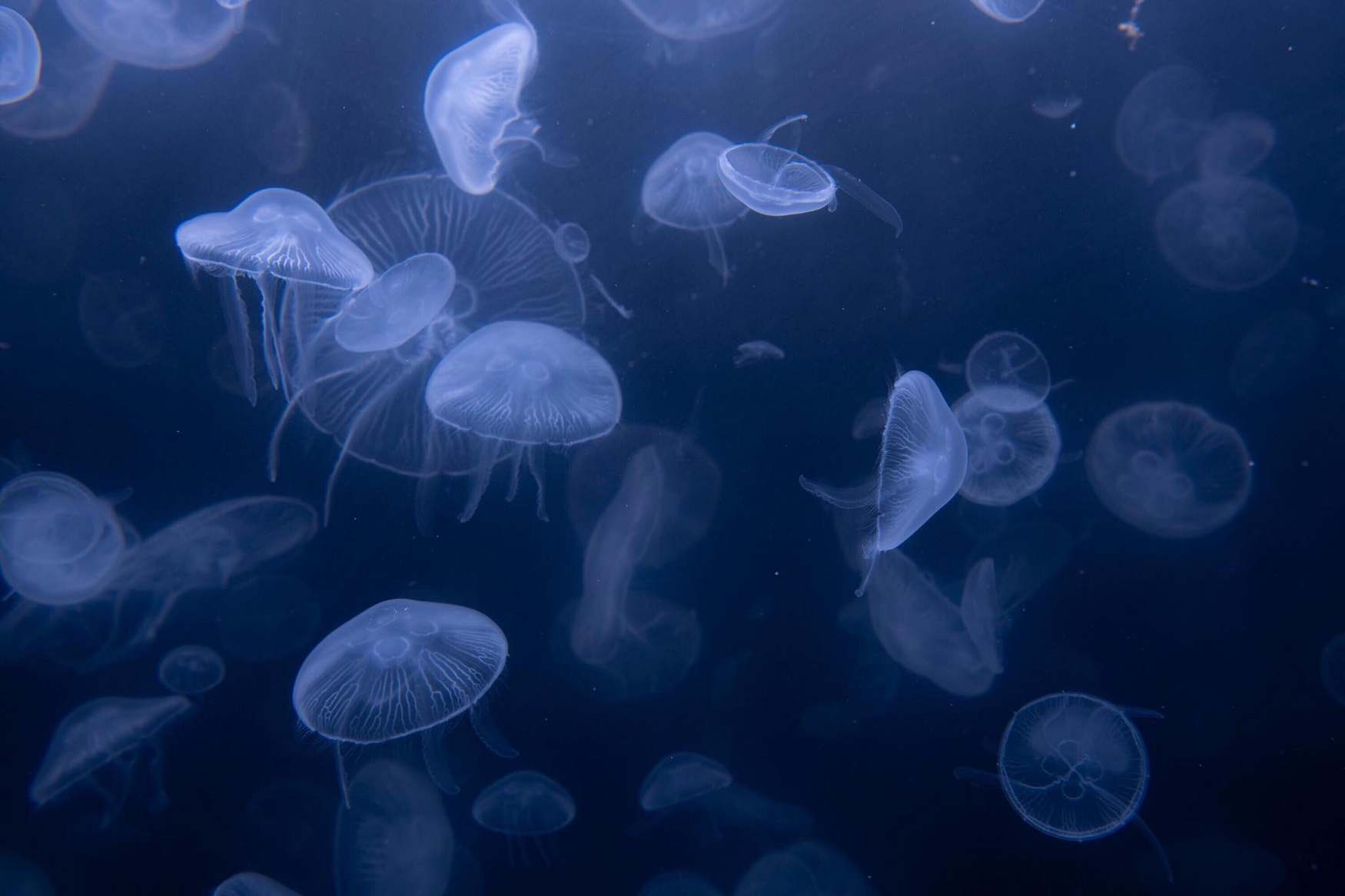 The World of Jellyfish