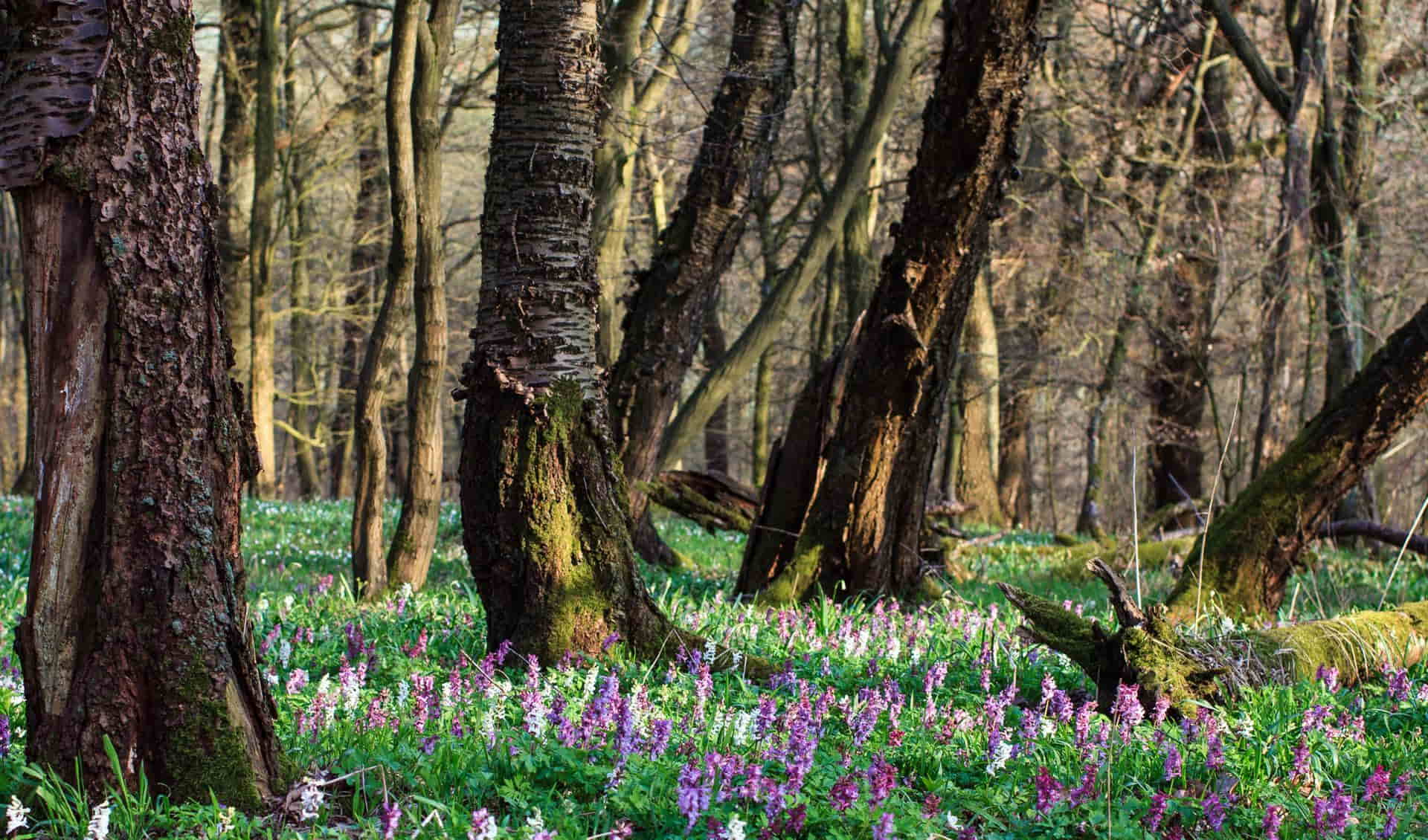 Munden Nature Park