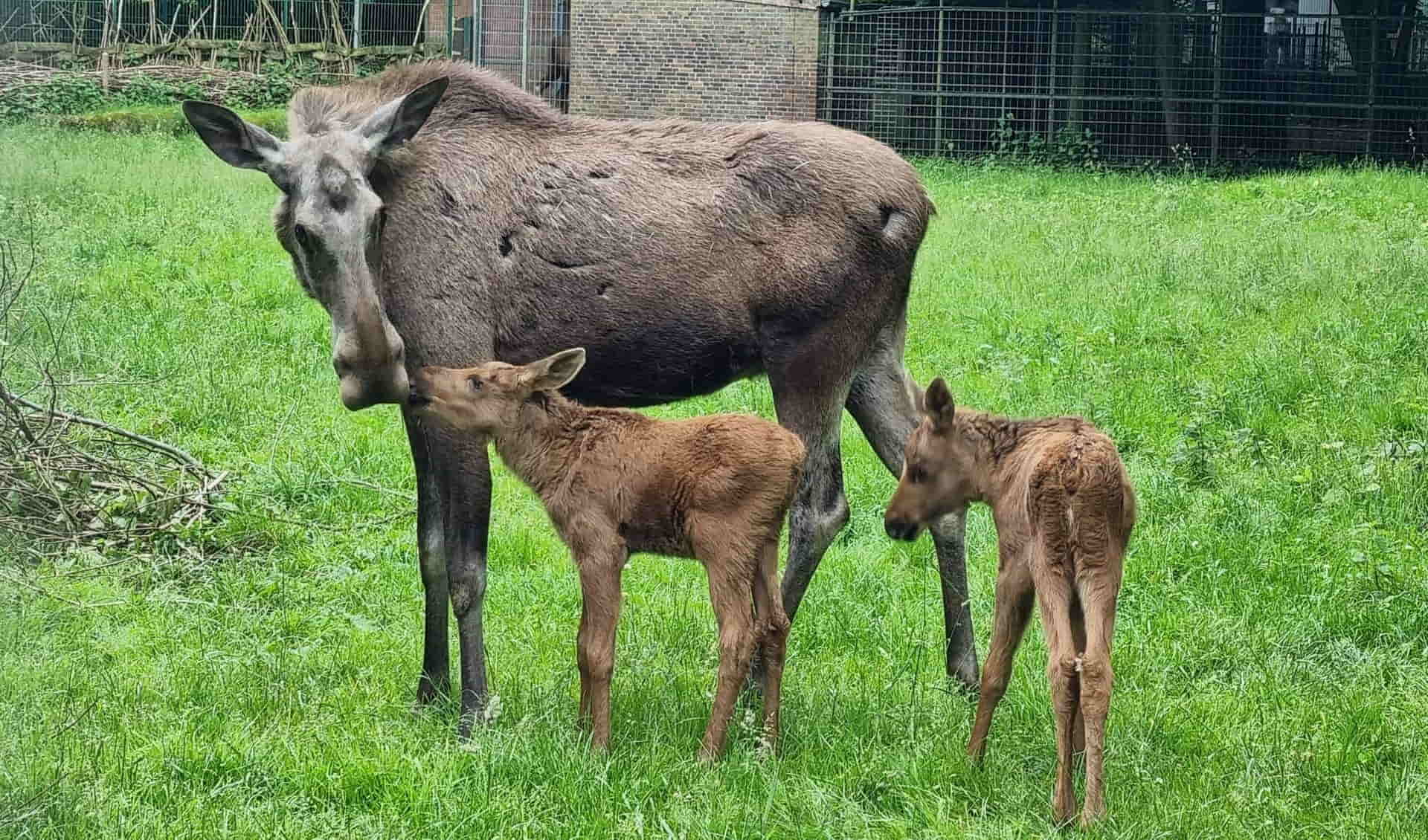 Neumünster Zoo