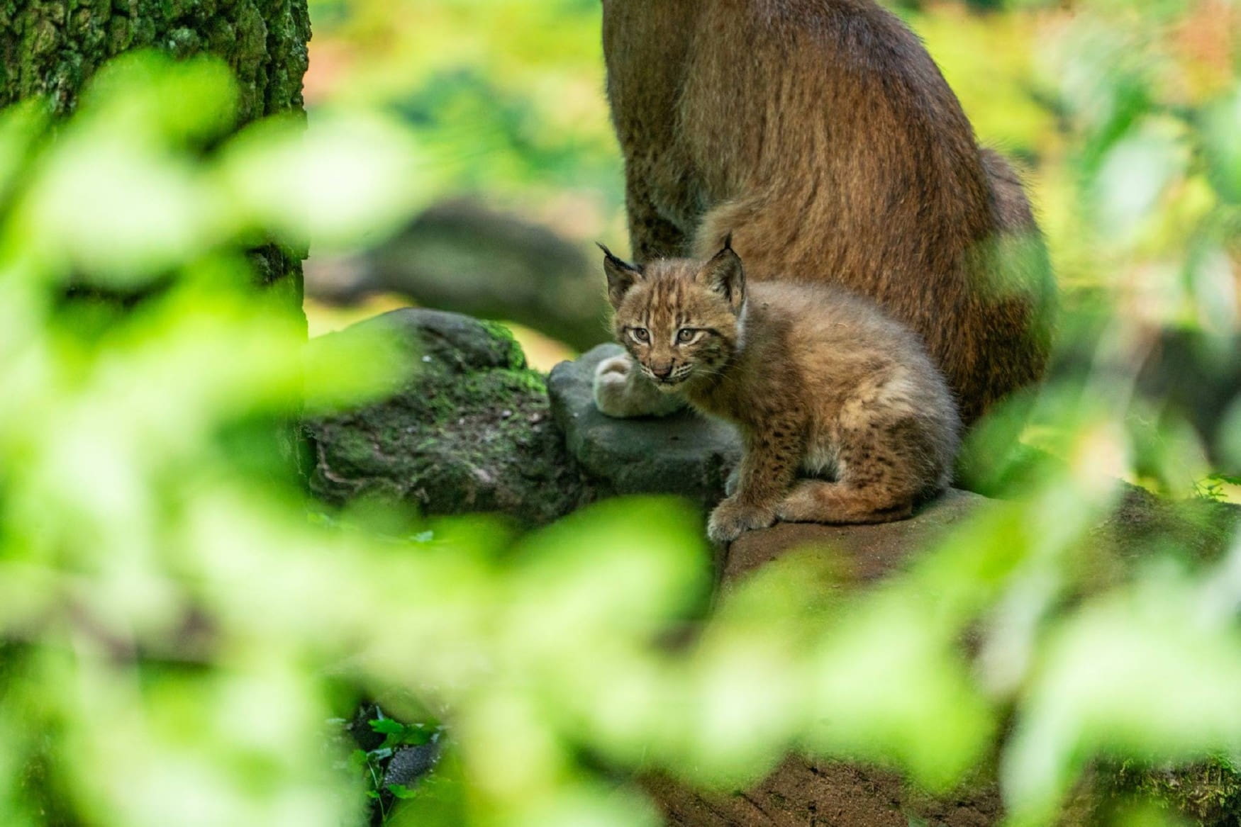 Roehrensee Animal Park фото 1