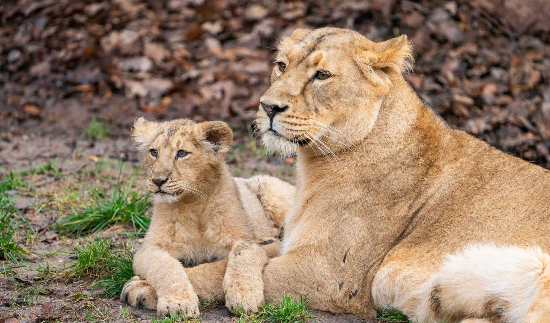 Nuremberg Zoo