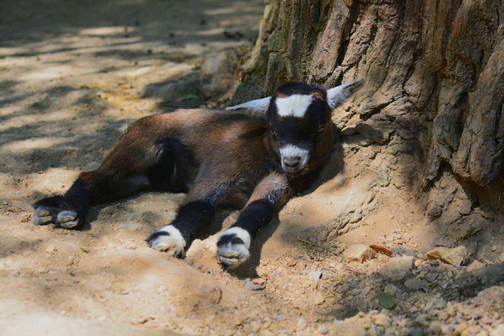 Nymphaea Zoo photo 1