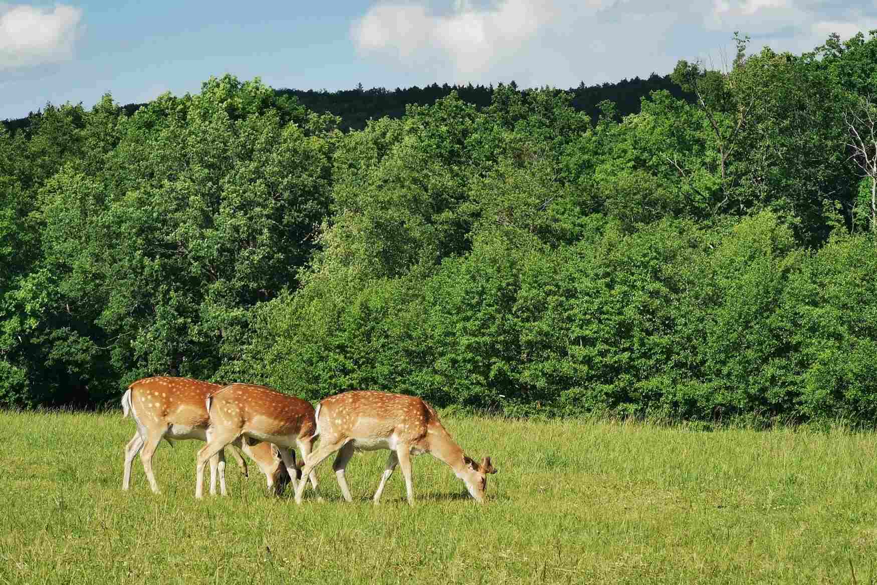 Obora Holedna photo 1