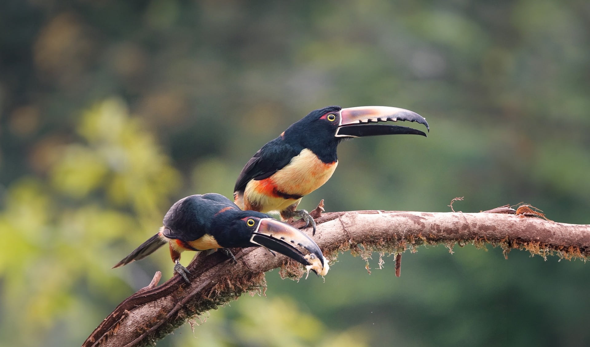 Olching Bird Park