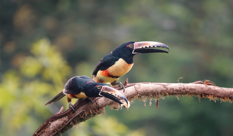 Olching Bird Park