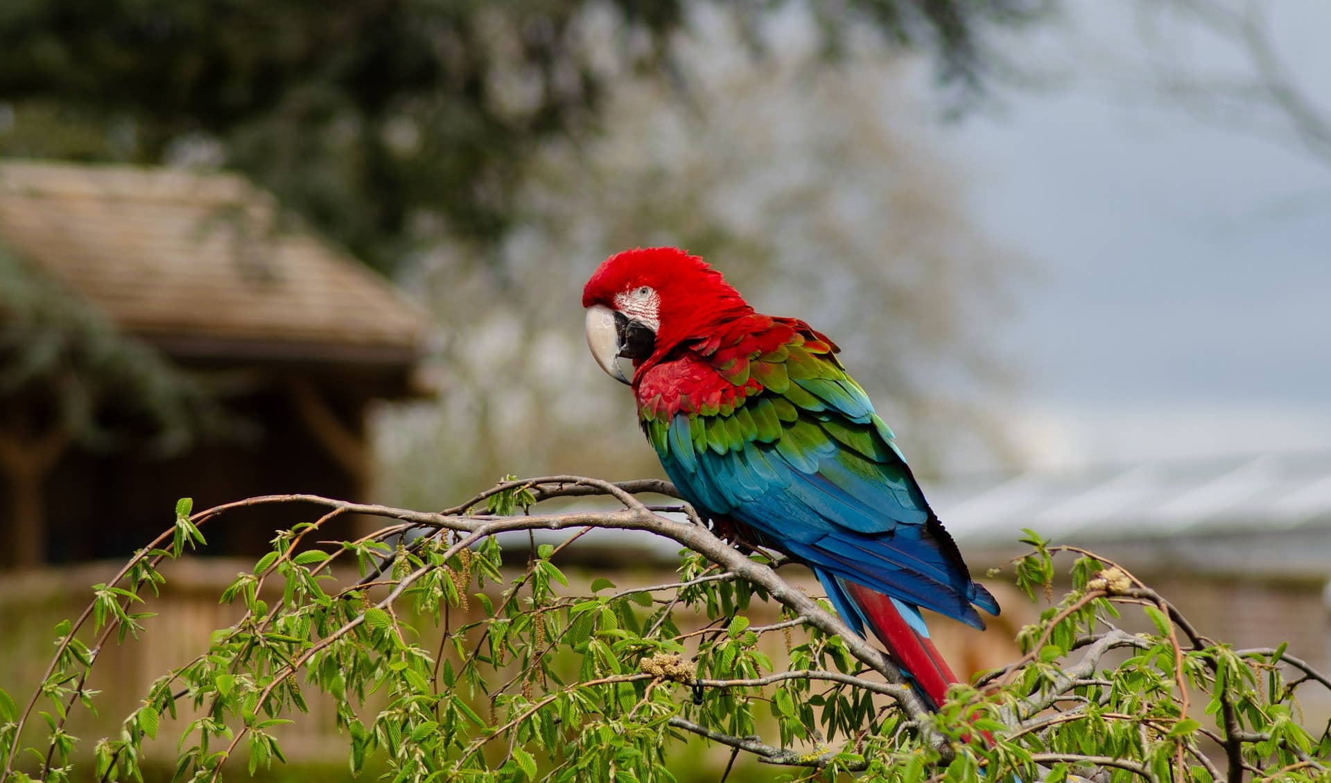 Parrot zoo