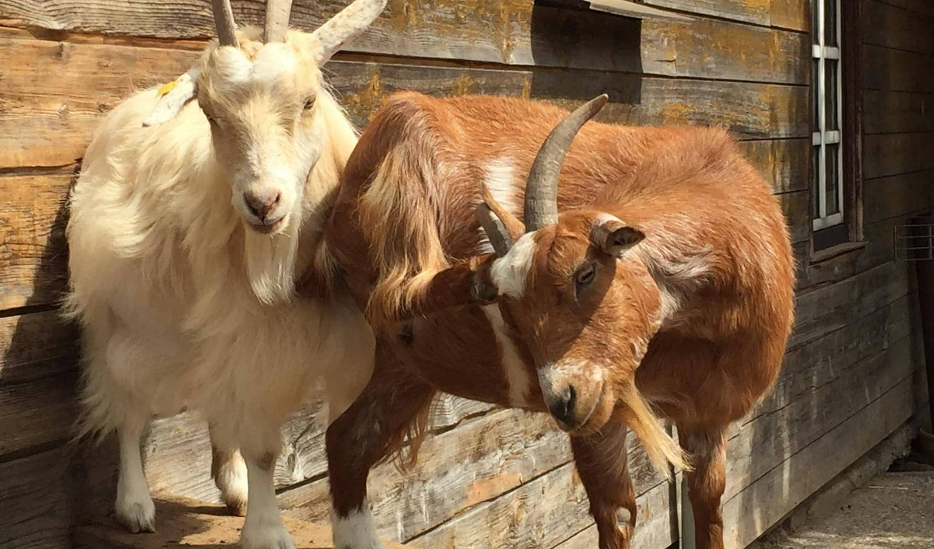 Petting Zoo Rulzheim