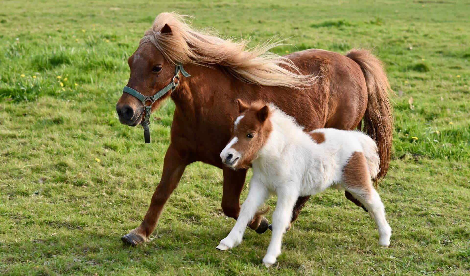 Pony Garden