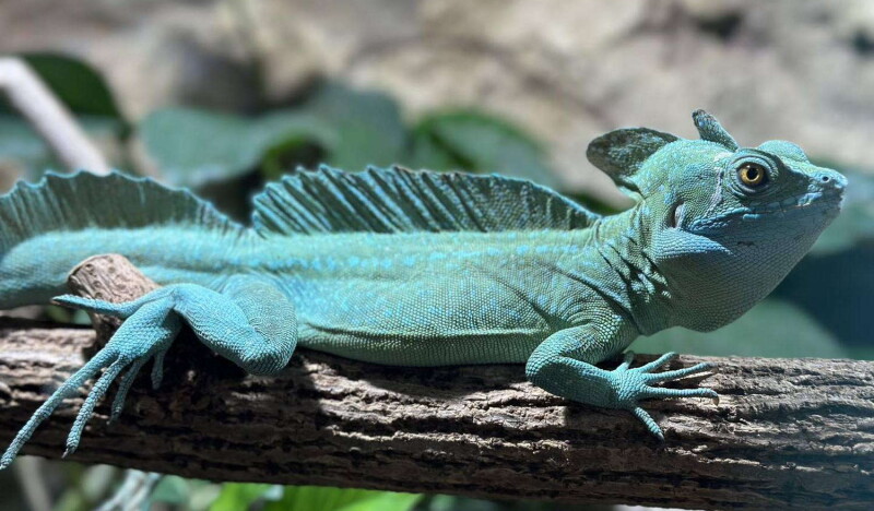 Reptilien Zoo Forchtenstein