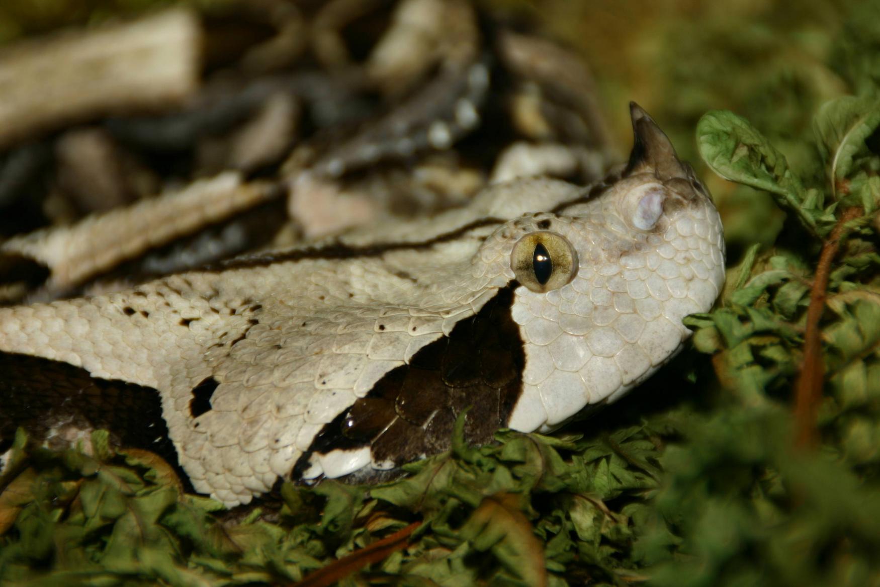 Reptilienzoo Nockalm photo 1