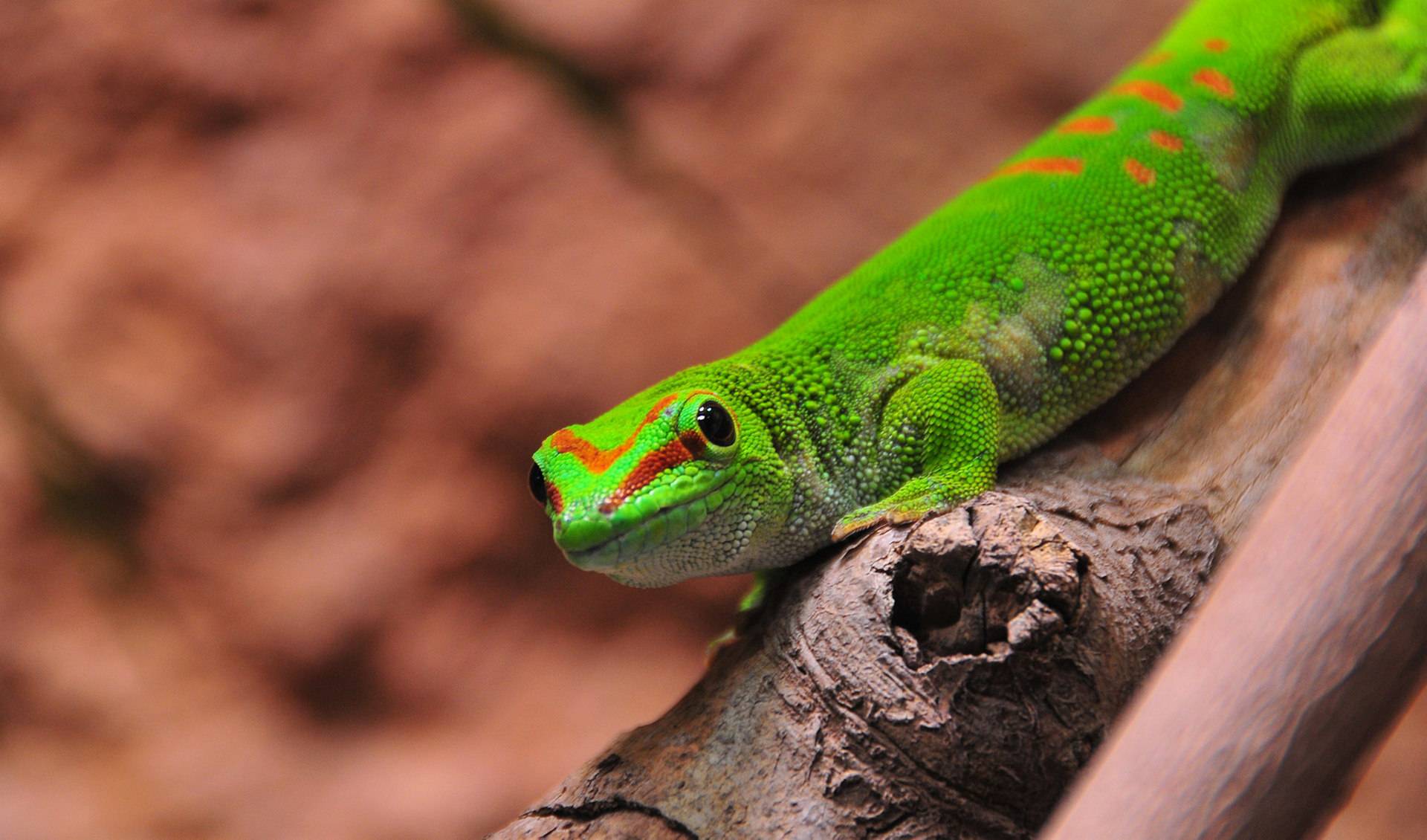 Reptilium terrarium and desert zoo